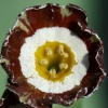 Primula Auricula Greta - Abriachan Nurseries